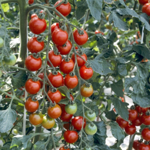 ミニトマトスープ | 【JA鶴岡公式】山形名産品のお取り寄せ通販なら