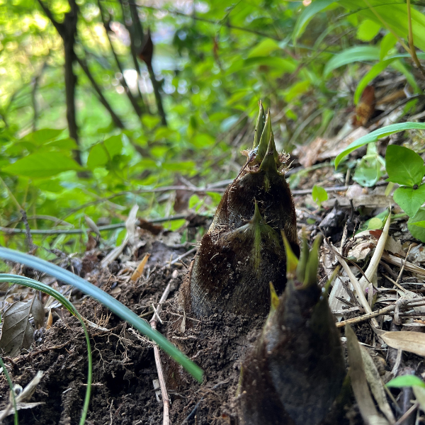 鶴岡名産 孟宗（たけのこ）缶詰 | 【JA鶴岡公式】山形名産品のお