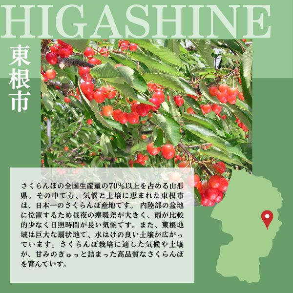 令和8年産 東根産 佐藤錦さくらんぼ 1kgバラ詰め | 【JA鶴岡公式】山形