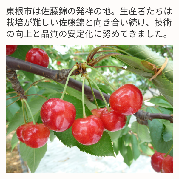 令和8年産 東根産 佐藤錦さくらんぼ 1kgバラ詰め | 【JA鶴岡公式】山形