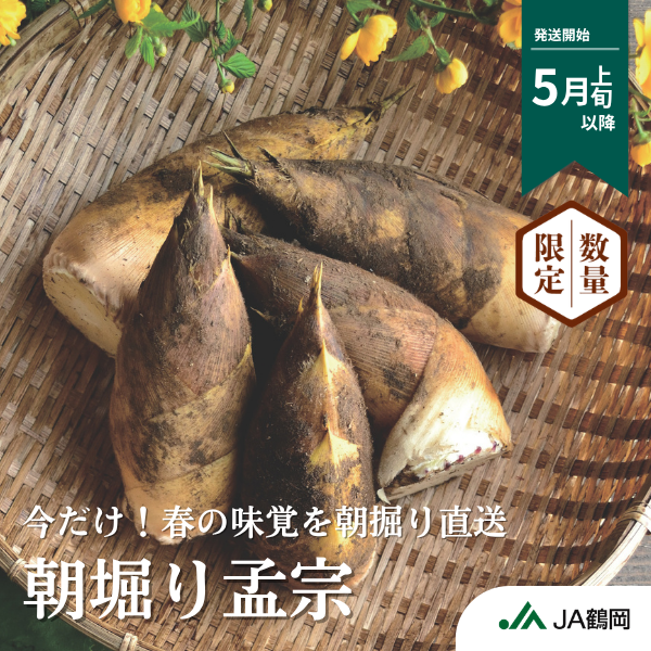 令和8年産 鶴岡特産 朝堀り孟宗