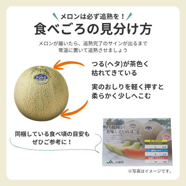 つる付きアンデスメロン【庄内砂丘メロン】の商品画像 6