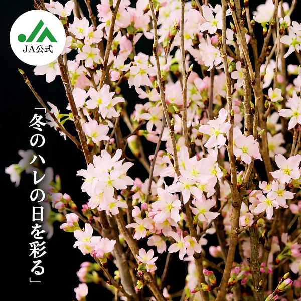 啓翁桜 | 【JA鶴岡公式】山形名産品のお取り寄せ通販なら “だだぱら”