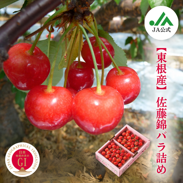 山形県東根市産　月山錦　1kgバラ 2L 本日限定！ 楽天市場】さくらんぼ 2025年予約 月山錦 【 秀 2L 1k 山形