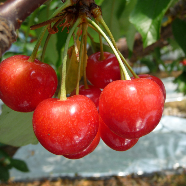 東根産 佐藤錦さくらんぼ 1kgバラ詰め | 【JA鶴岡公式】山形名産品のお